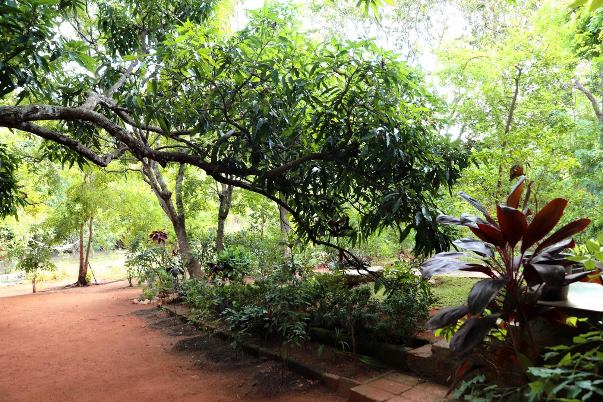 The Cattleya Guest House Sigiriya Exterior foto